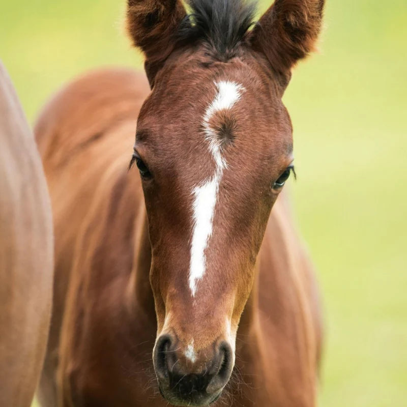 Forans Friska Foal