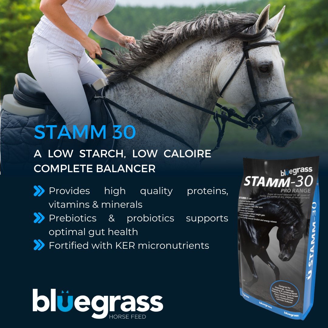 Bluegrass Stamm 30