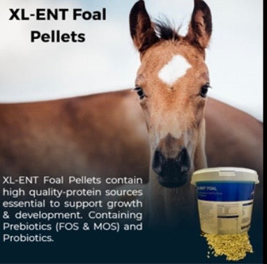 FOAL MILK PELLETS 7KG  XL-ENT  BLUEGRASS
