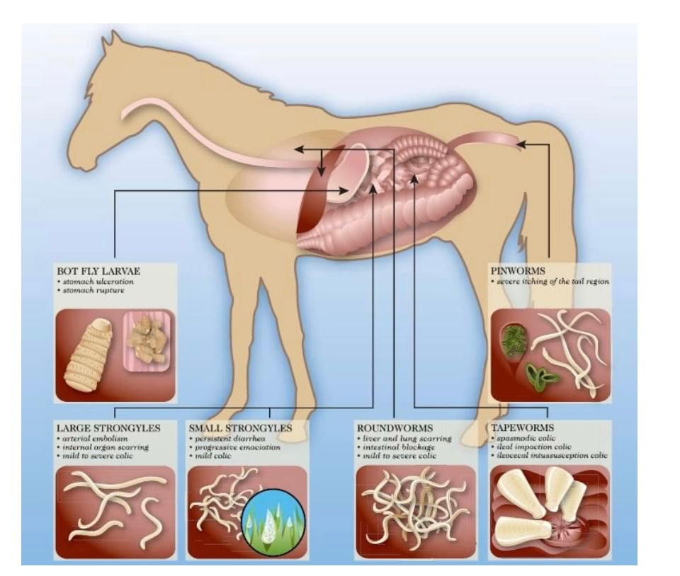 Eqvalan Equine Wormer 6.42G