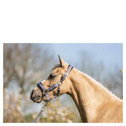 Pony & Cob Halters with lead ropes