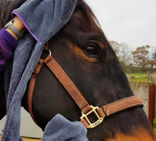 Henry Wag Equine Microfibres Glove Towel