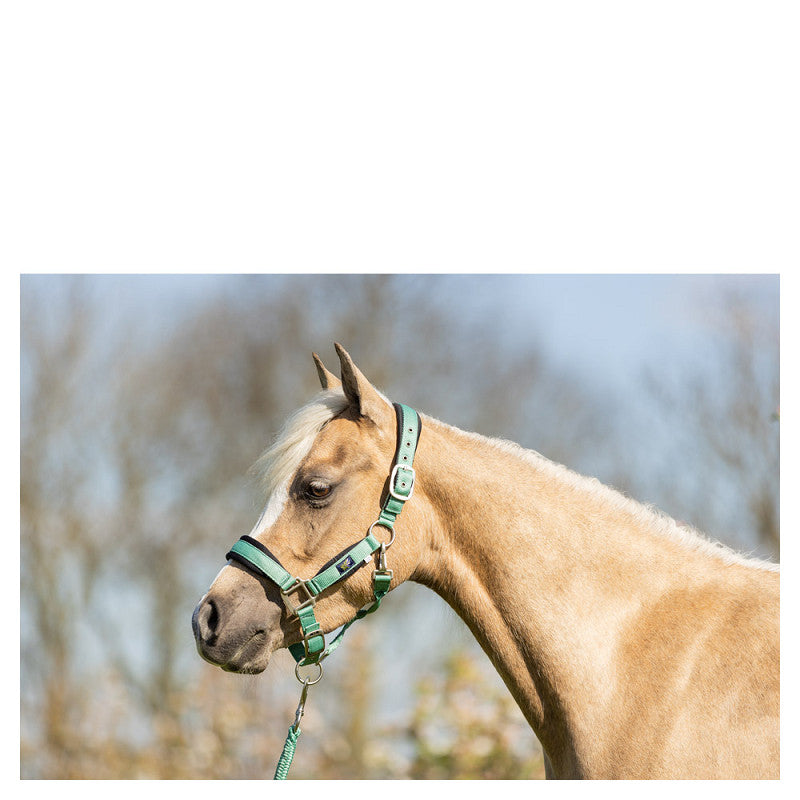 Pony & Cob Halters with lead ropes