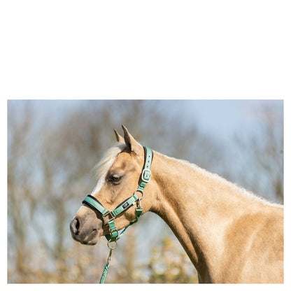 Pony & Cob Halters with lead ropes