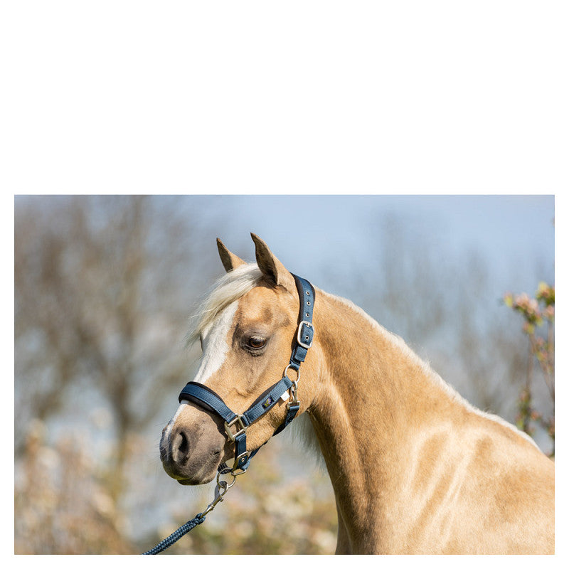 Pony & Cob Halters with lead ropes