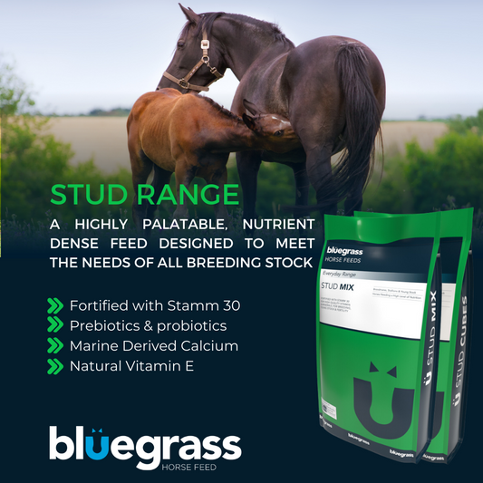 Bluegrass Stud Mix
