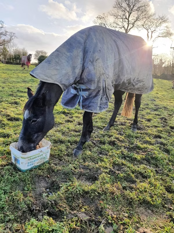 Shamrock Breath Easy 18kg**Introductory price **