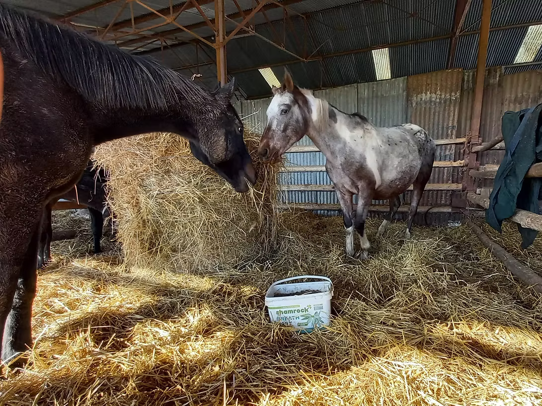 Shamrock Breath Easy 18kg**Introductory price **